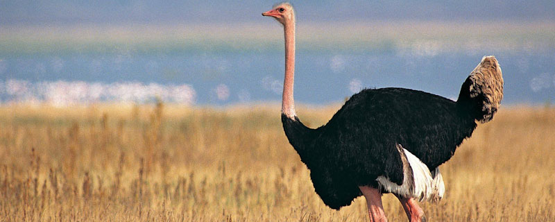 鸵鸟饲料配方
