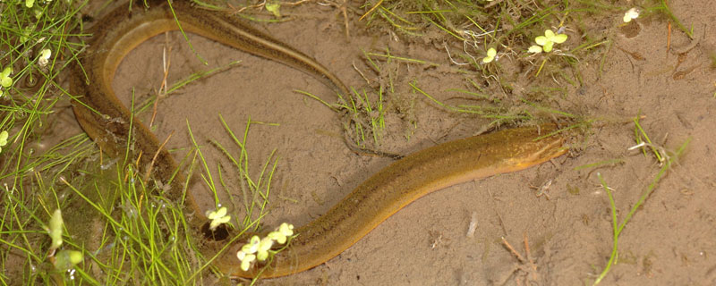 黄鳝可以冷冻保存吗