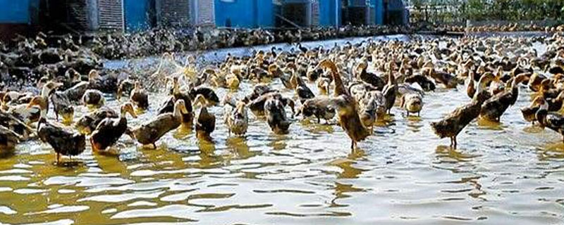 蛋鸭开产有什么症状