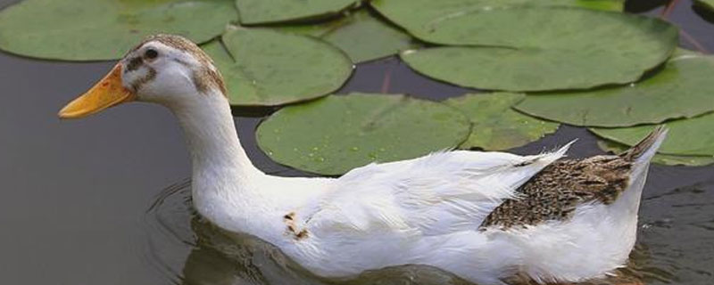 蛋鸭腹水症怎么治疗