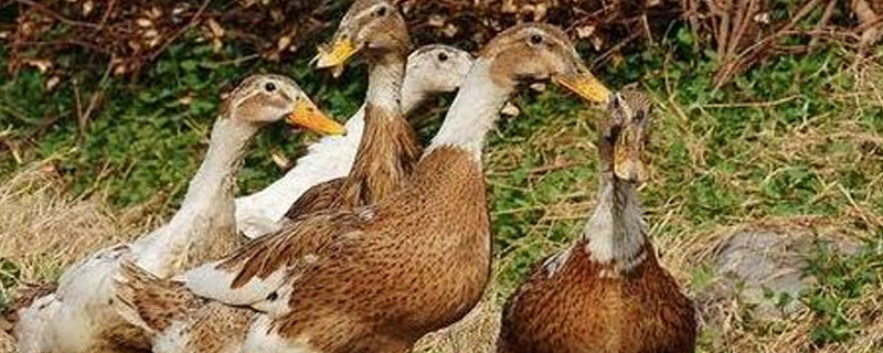 蛋鸭吃什么产蛋多