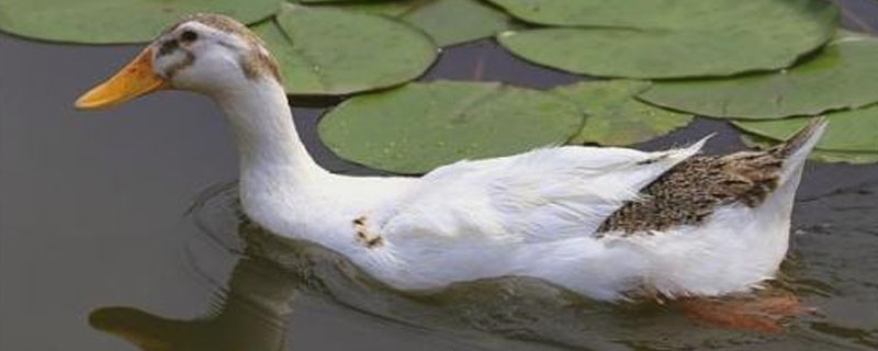 蛋鸭不下蛋的解决方法