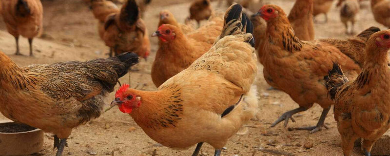 蛋鸡滑膜炎的治疗方法