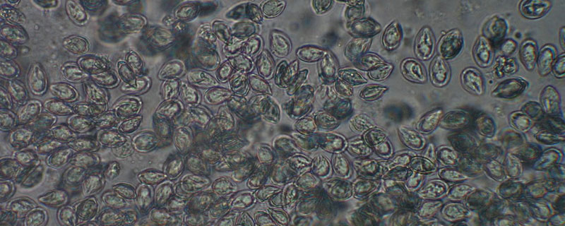 孢子虫用什么药杀死