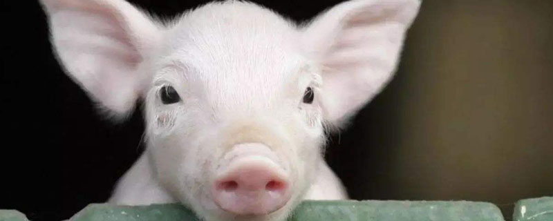 非洲猪瘟疫苗什么时候上市