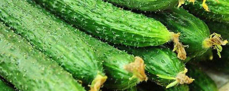 醋加白糖喷黄瓜