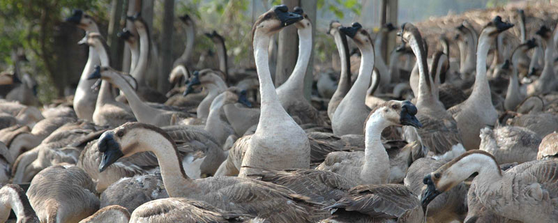 自制鹅饲料配方