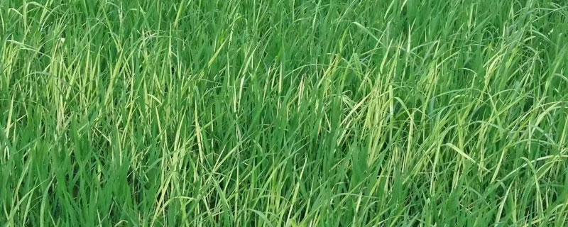 千金子与稗草区别