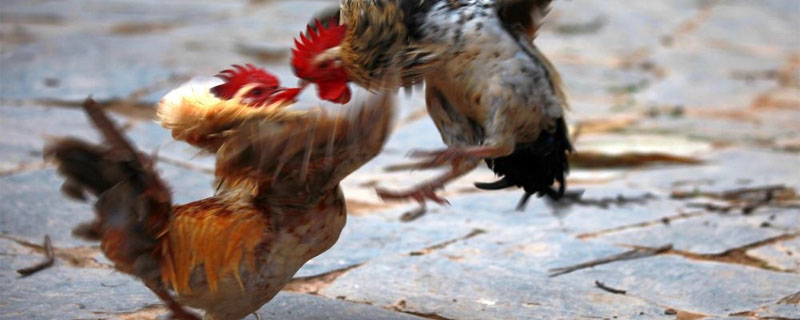 斗鸡一水是多长时间