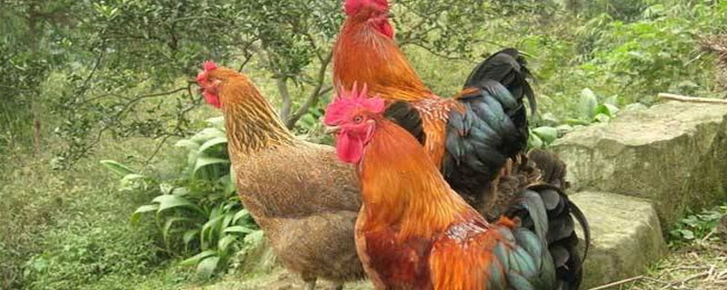 土鸡跟老母鸡的区别