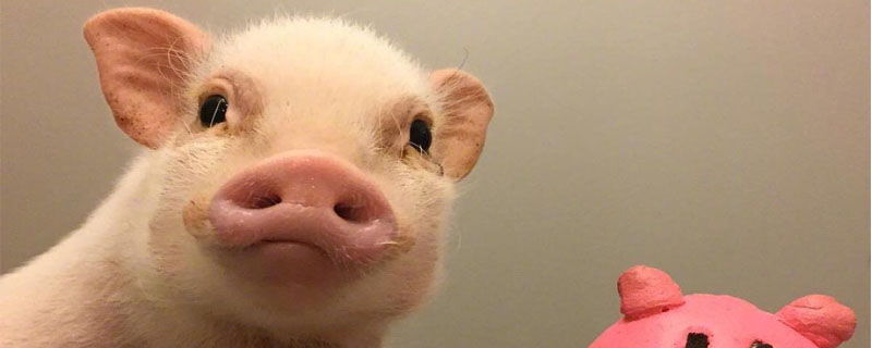 养猪如何预防猪不生病