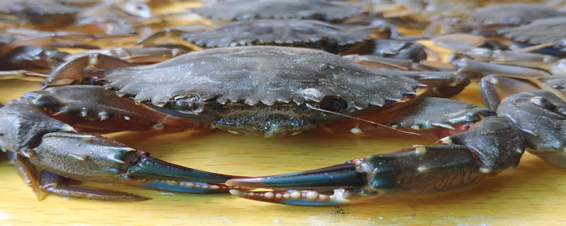 青蟹淡水怎么养