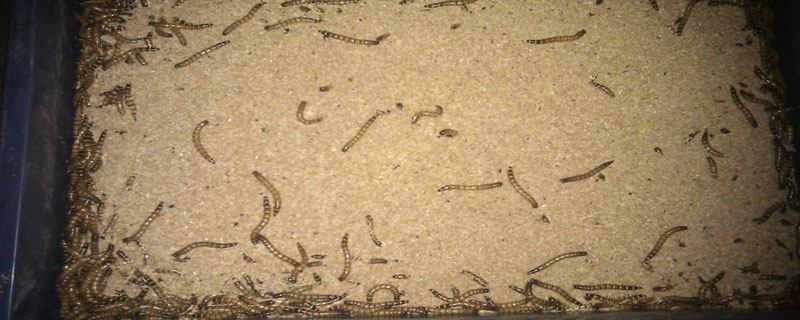 黄粉虫怎么繁殖