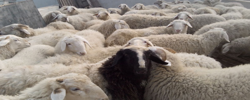 小尾寒羊浮肿怎么治