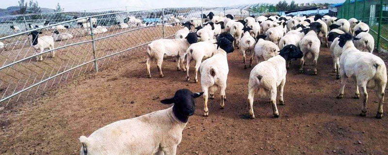 杜泊绵羊与夏洛来羊的区别