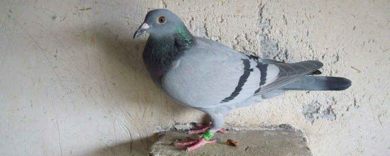 肉鸽常见传染病