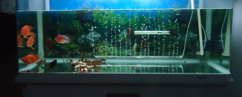 养鱼水变绿水怎么处理