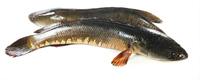 黑鱼如何看是不是野生的