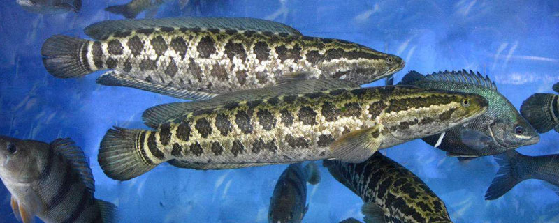 黑鱼可以网箱养殖吗