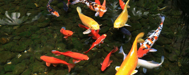 锦鲤大正和昭和的区别