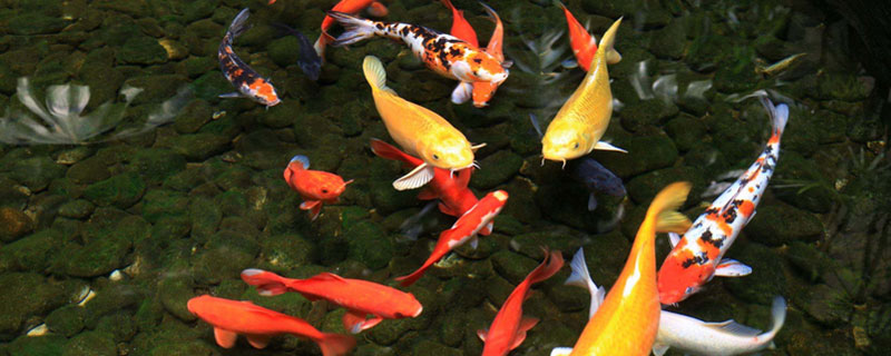 锦鲤松鳞病怎么治疗