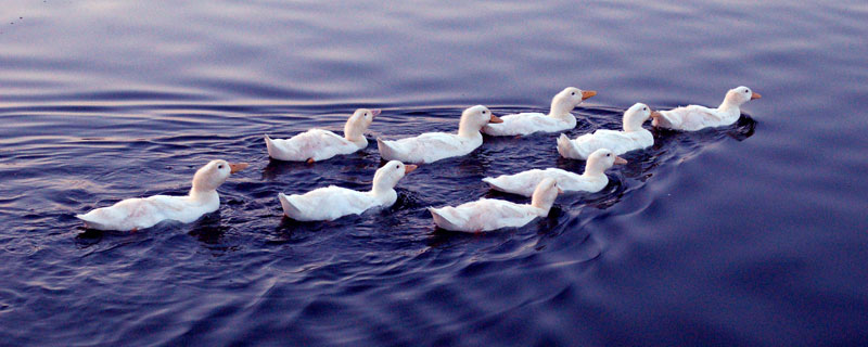 肉鸭球虫什么阶段预防