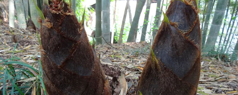 竹笋如何保鲜贮藏半年以上
