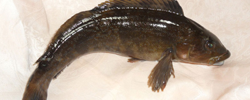 黔鱼和鲶鱼的区别