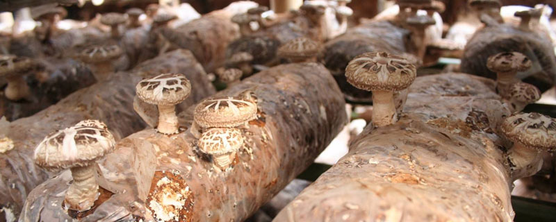 香菇注水后要闷棚几天