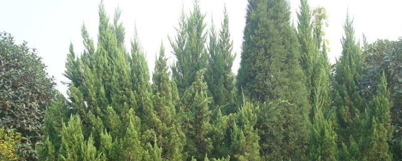 柏树锈病怎么治疗,是怎么引起的