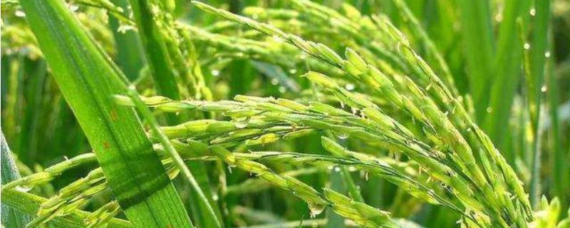 水稻早穗现象原因，如何防治？会影响产量吗