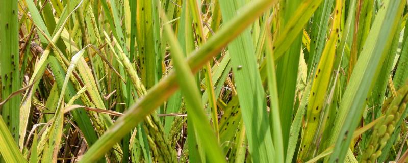 稻飞虱主要在水稻哪个部位危害，用什么农药防治效果好