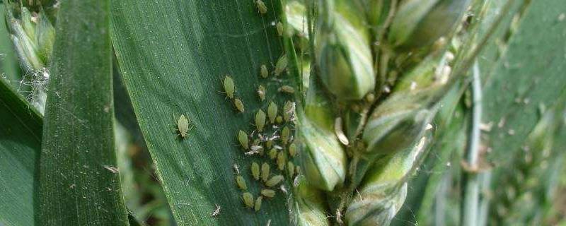 油虫用什么方法杀死,爬过的东西有毒吗?和蟑螂有什么区别