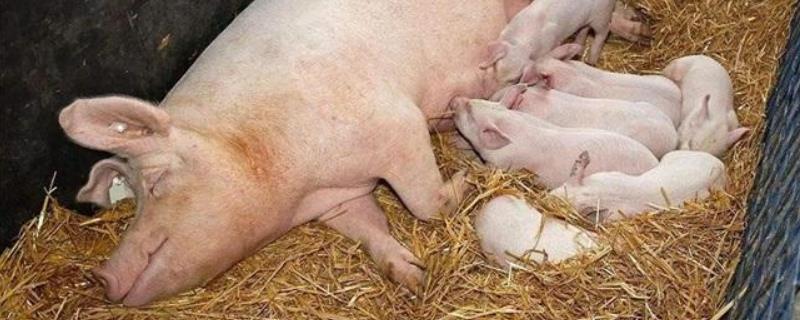 母猪子宫炎最有效的治疗方法,发情了还能配种吗
