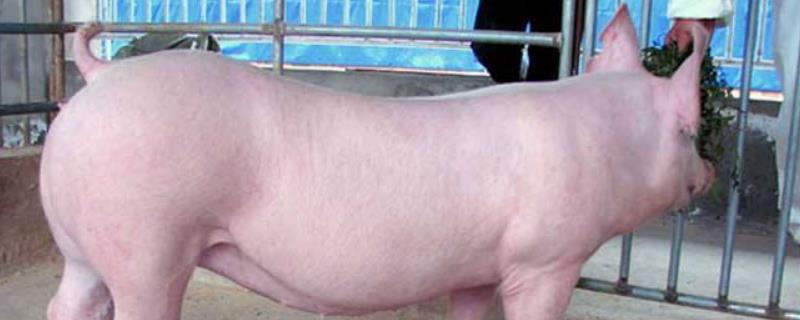 什么叫二元猪和三元猪,外三元猪长300斤要多久?一元猪二元猪三元猪是什么意思