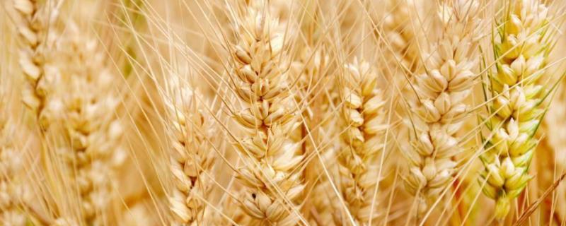 小麦高产品种有哪些，超级矮杆王小麦品种