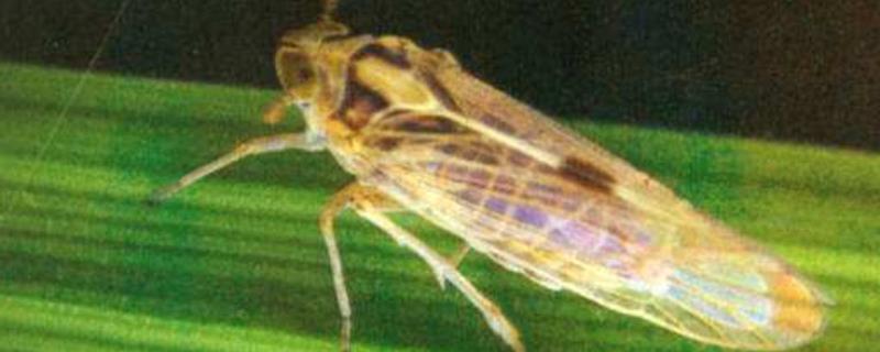 灰飞虱用什么农药防治,什么时候使用效果好