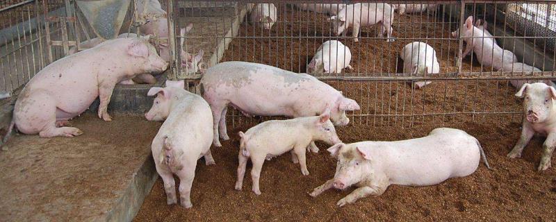 假孕母猪多久可以再配,可不可以打氯前列醇钠