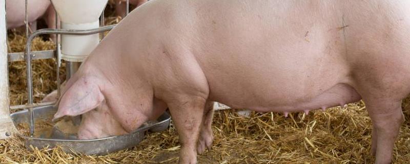 母猪太胖怎么减肥,会不会影响怀孕和分娩