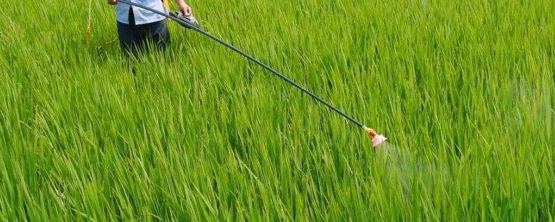 敌敌畏农药残留多少天,对人体有害吗?适合杀什么虫