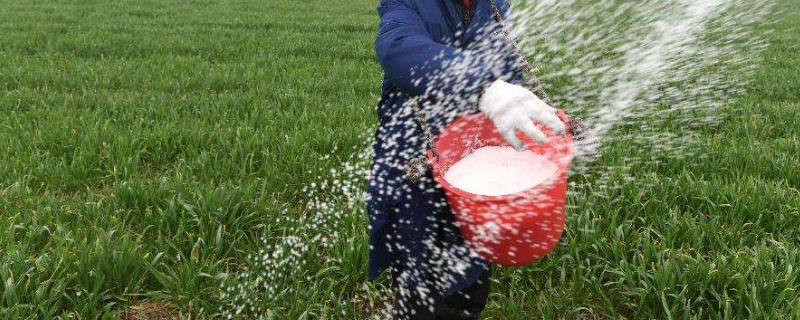 含氯肥料适合哪些作物,啥作物不能施含氯肥料