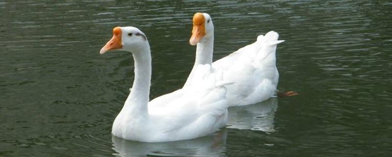 母鹅头上有包吗，鹅多大了头上开始长包，头上的包起到什么作用