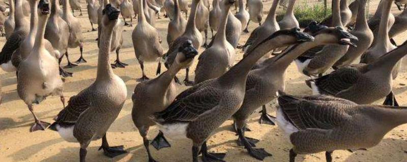 马岗鹅能长多大,附马岗鹅养殖技术