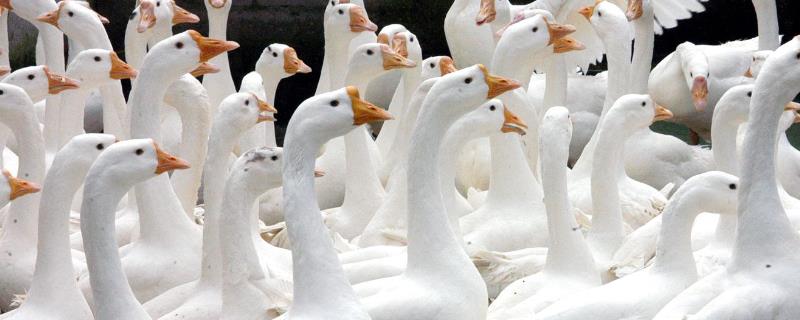 蛋鹅下蛋几年就淘汰了,附下蛋前后的养殖技术