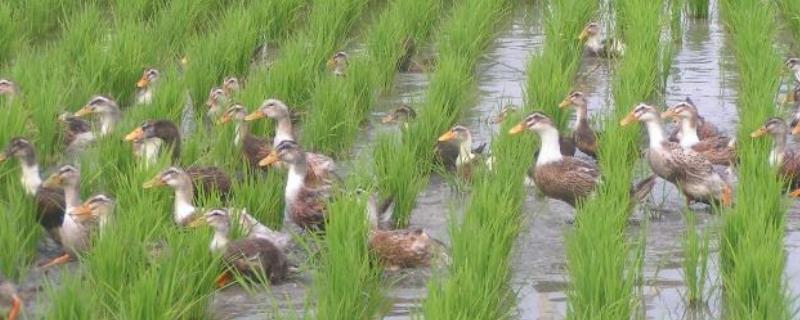 生态养殖模式有哪些,和传统养殖有什么区别?有什么优劣势?