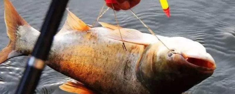 晚上钓鲢鳙水深多少是合适,怎么找鱼层和抓顿口,九月份钓鲢鳙钓多深