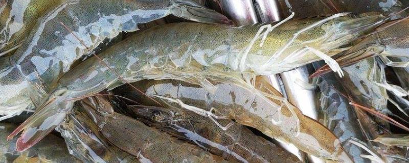 淡水能养对虾吗,台湾草虾是淡水虾吗