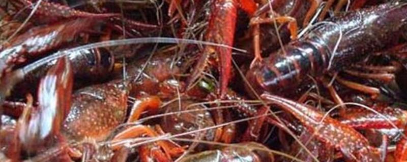 小龙虾养殖一亩投资成本,养殖前景如何