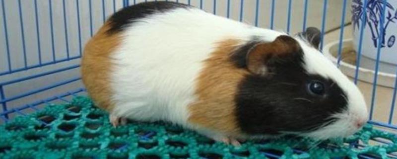 荷兰猪可以吃苹果吗,和天竺鼠有什么区别?有鼠疫吗?