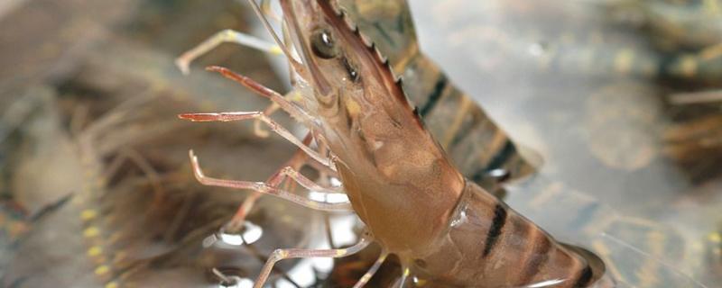 草虾养殖技术和水质问题,亩产多少斤